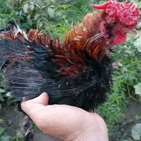 кирпи японский