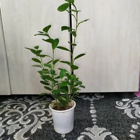 Фикус Микрокарпа