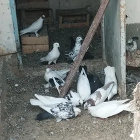 kepderi