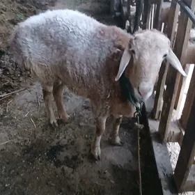 Goç  кочкар