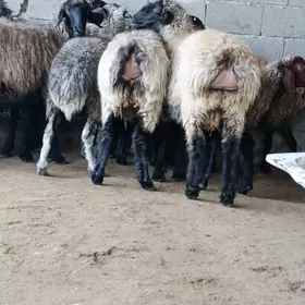 işek we öweç