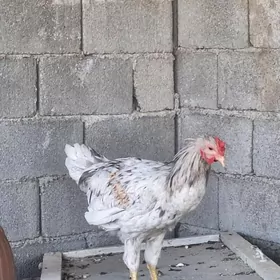 Gök yumurtga beryan paroda