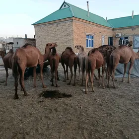 düye ogşuk