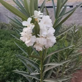 Oleander