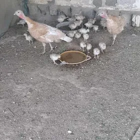 Induk  Satlyk