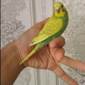popugay gus