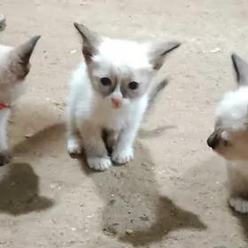 сиамские котята