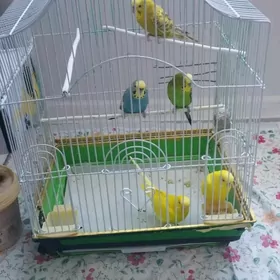 guslar