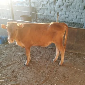Göle