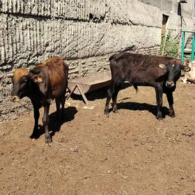 Okuzceler