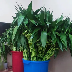 Bambuk Бамбук