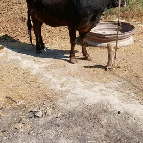 7 aylyk bogaz sygyr
