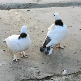 кепдери
