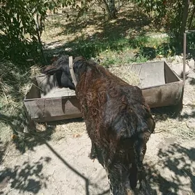 öküzler