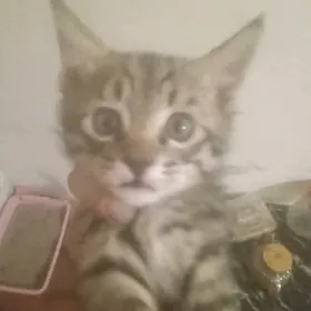 котята