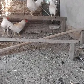 хораз