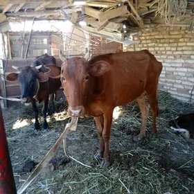 sygyr goleli sygyr