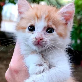 котёнок