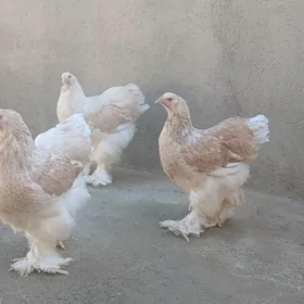 BRAMA