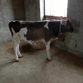 Öküzçe