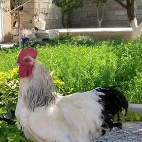 Brama horaz