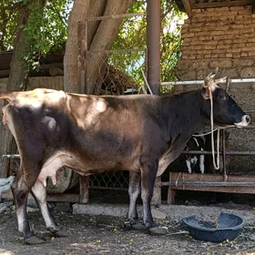 sygyr
