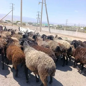gara kol goyun