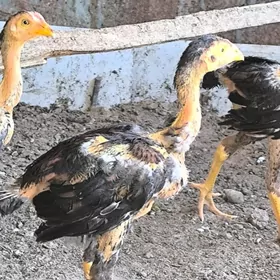 Байсов