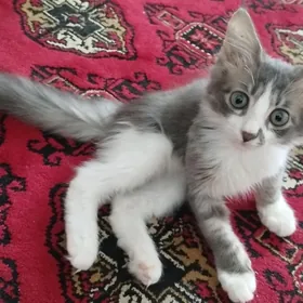 Котенок
