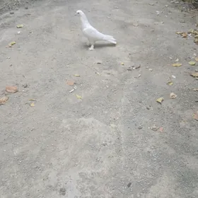 kepderı