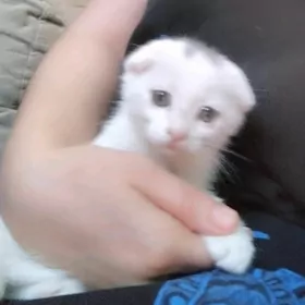 pisik кошка