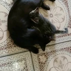 pişik