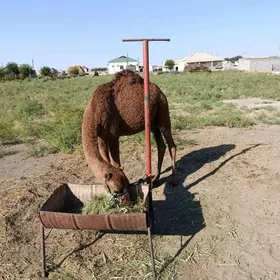 ogşuk