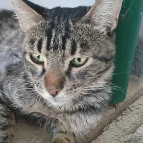pişik
