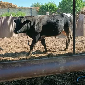 Golisteyin okuz buka ucin