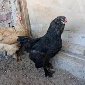 paroda tawuk
