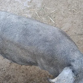 Donuz