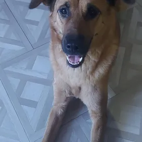 sobaka