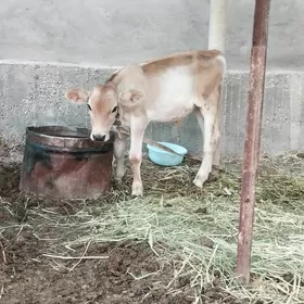 öküzçe 4aylyk