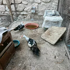 ordek
