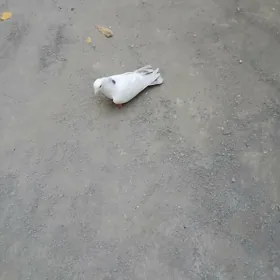 kepderı