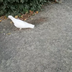 kepderı