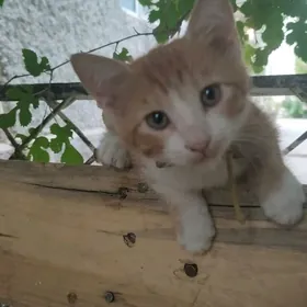 пропал котенок