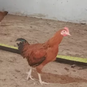 domasny horazlar