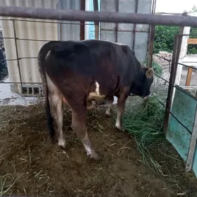 göle