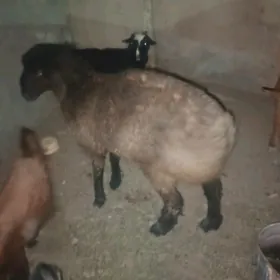 Goýun tokly goç