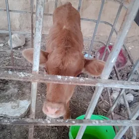 Göle ýitdi