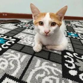 котенок