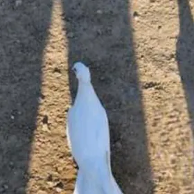 Kepderi