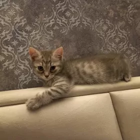 Shtolandskaya shinshilla